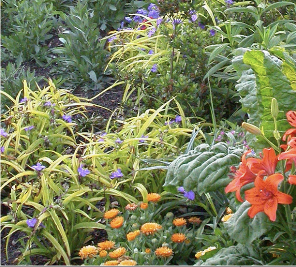 Tradescantia 'Sweet Kate'       Gold Spiderwort